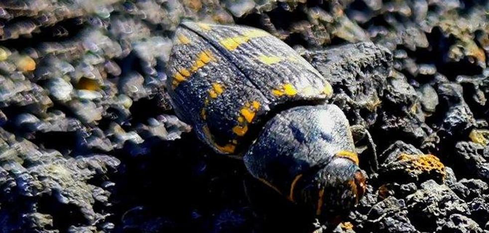 Life makes its way into the La Palma volcano: a beetle appears in the crater