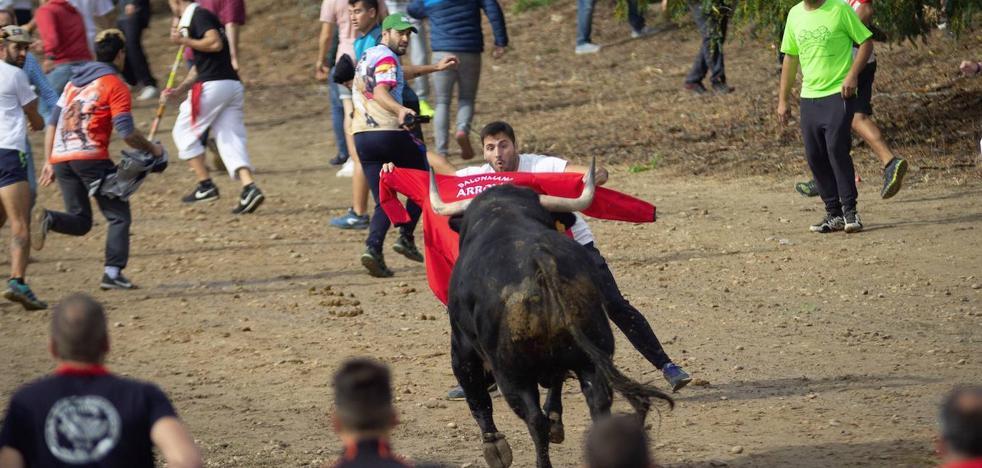 The Toro de la Vega can be held without injuring the animal