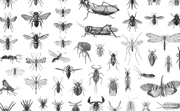 ¿Qué mata a los insectos?