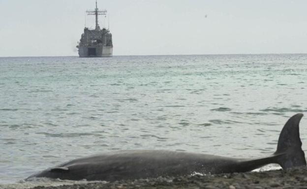 Uno de los 14 zifios muertos por las maniobras de la Armada Española en 2002. /C7