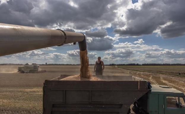 Una cosechadora trabaja en un campo de cereales de Ucrania. 