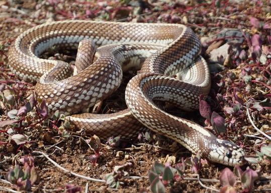 Un ejemplar de serpiente real de California reptando por la naturaleza en Gran Canaria. 